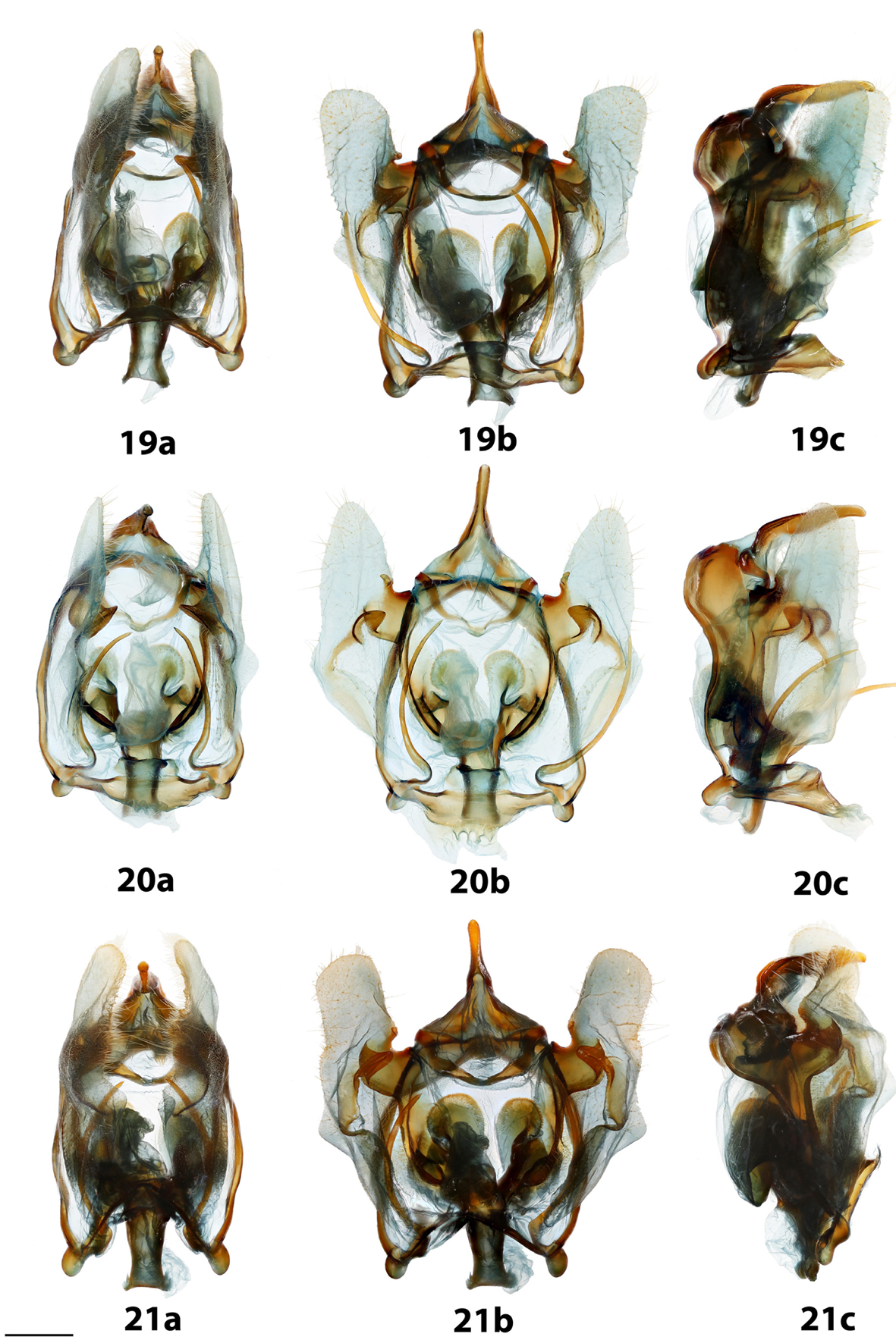 The Mimallonidae (Lepidoptera, Mimallonoidea) of the Caribbean B