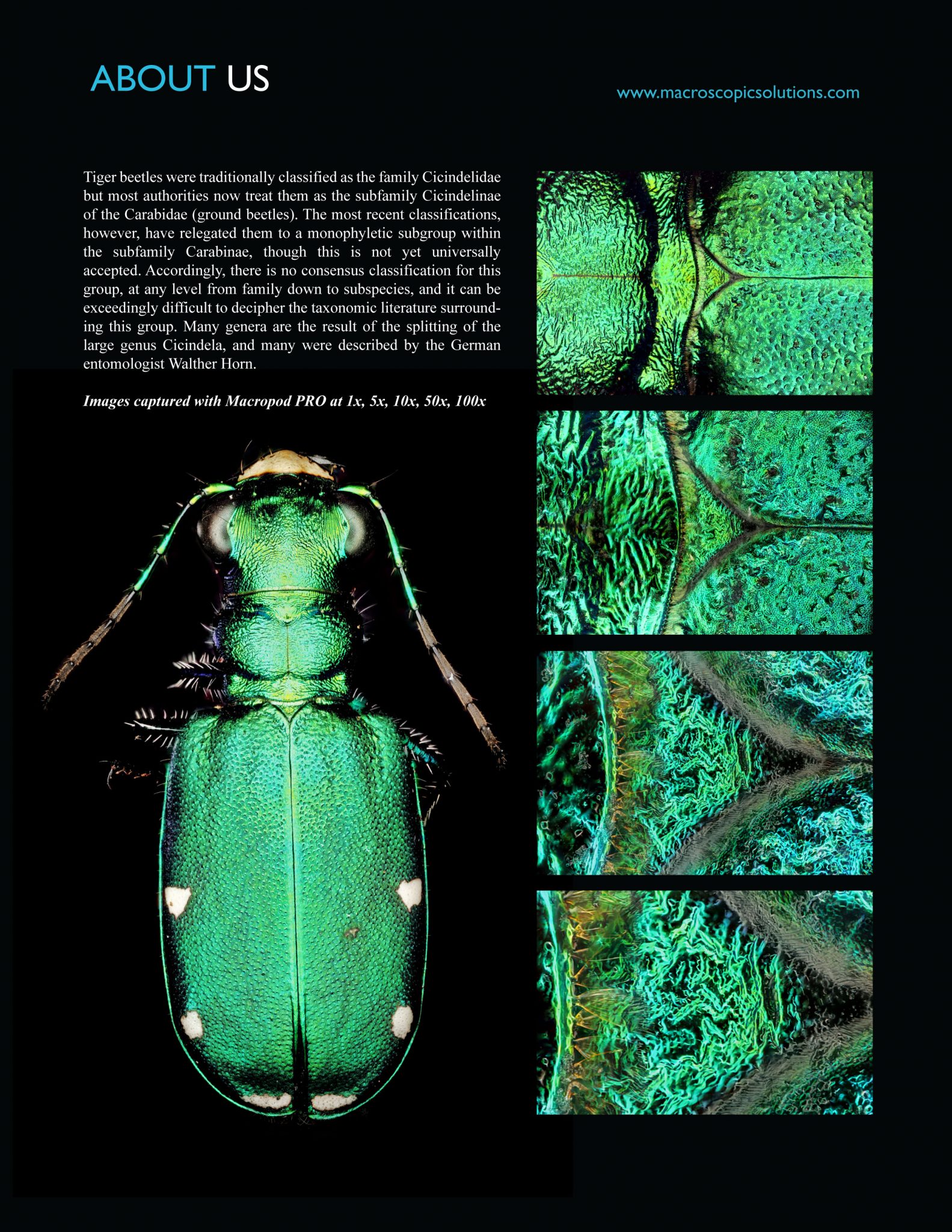 10, 20, 50 and 100x objective viewpoints of shiny Tiger Beetle