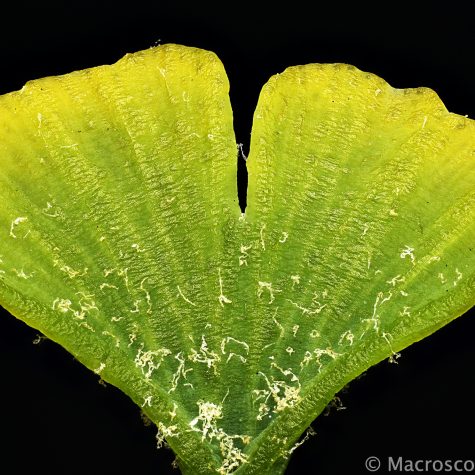 Plantae: Gymnosperms