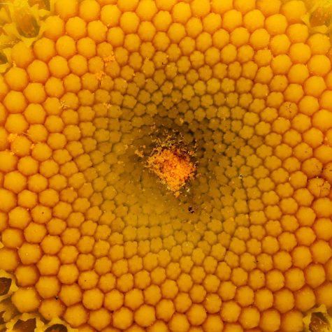 Plantae: Angiosperms