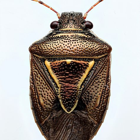 Insecta: Hemiptera