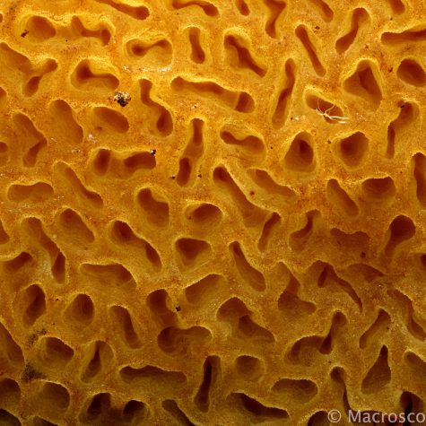 Fungi: Basidiomycota