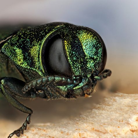 Insecta: Coleoptera