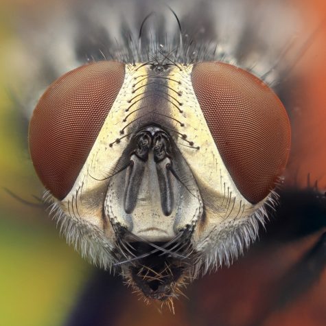 StackShot Macro Rail Package