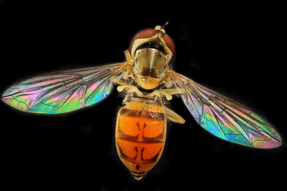 HoverFly – Macroscopic Solutions | INSPIRING DISCOVERY