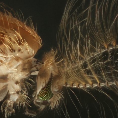 Midge Head 1 (unidentified)