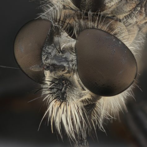 Robber Fly head