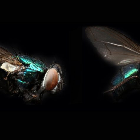 Bluebottle fly  (stereoscopic image)