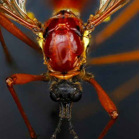 Crane fly - Tipulidae