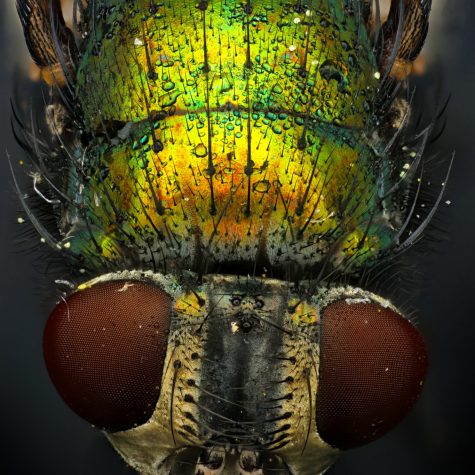 Housefly head