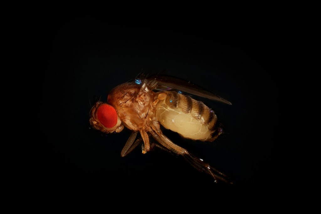 Red eyed fruit fly Macroscopic Solutions INSPIRING DISCOVERY