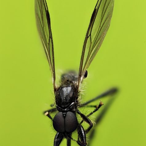 Black fly