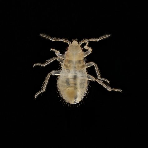 Bed Bug Nymph (Cimex lectularius)