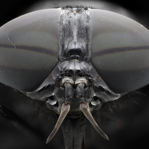 Black Horsefly eye