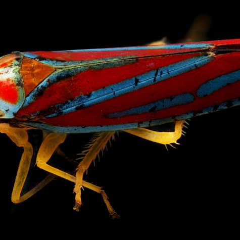 Candy Striped Tree Hopper (graphocephala coccinea)