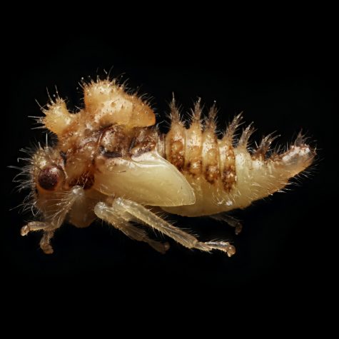 Candy Striped Tree Hopper (graphocephala coccinea)