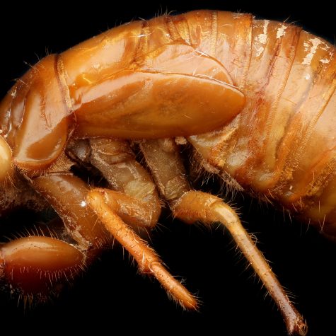 Cicada - fifth instar (Cicadoidea)