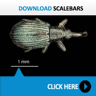 Scalebars