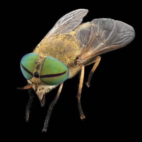 Horsefly - Tabanidae