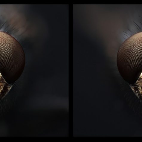Housefly head (Stereoscopic image)