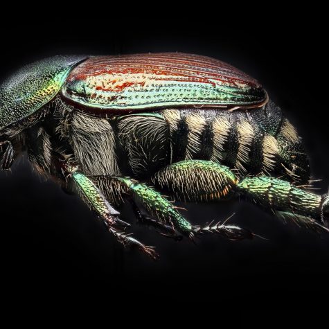 Japanese beetle (Popillia japonica)