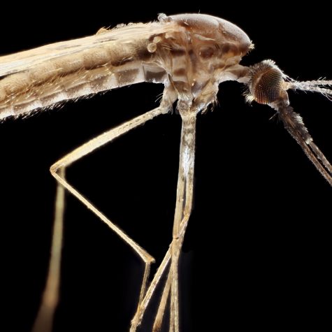 Mosquito - Culicidae