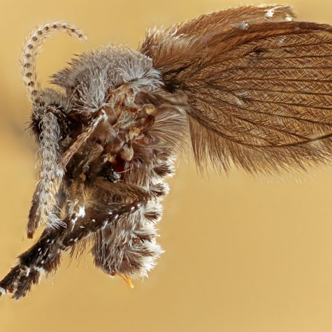 Psychodidae - moth fly