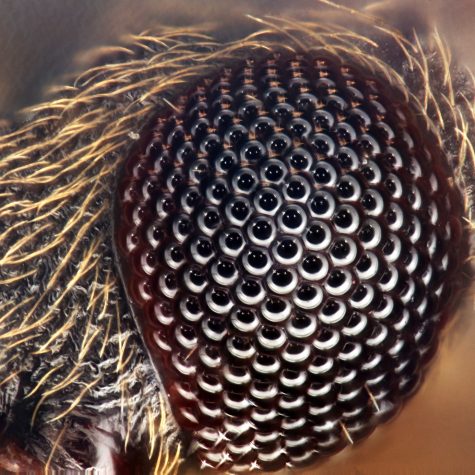 Stinkbug - eye (Pentomidae)