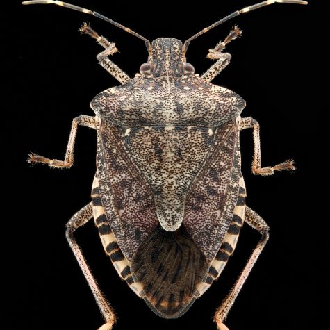 Stinkbug (Hemiptera)
