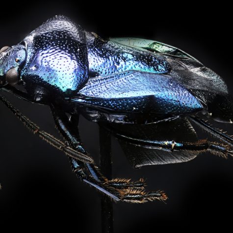 Stinkbug (Hemiptera) Harding Co. New Mexico