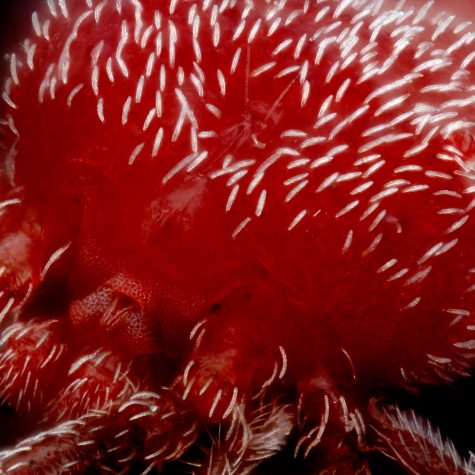 Concrete mite (Balaustium), Tolland, CT 6.6.15