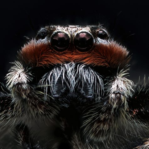 Platycryptus undatus, Male Jumping Spider Coventry CT