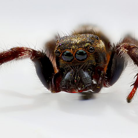 Salticidae on Water 5x