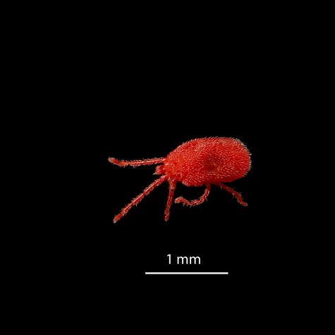 Concrete mite (Balaustium). Pittsburgh, PA