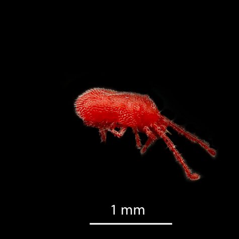 Concrete mite (Balaustium). Pittsburgh, PA