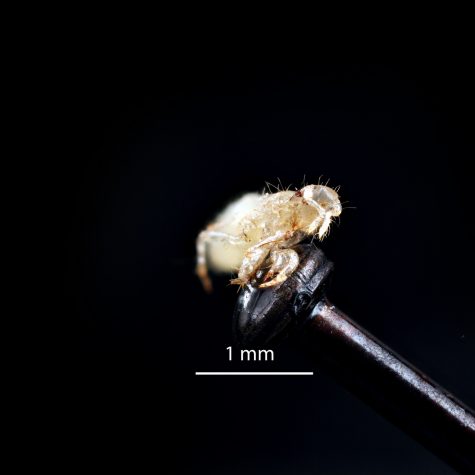 Periodical cicada: First Instar