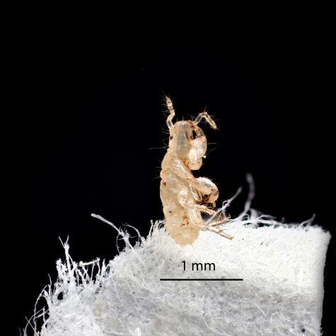 Periodical cicada: First Instar