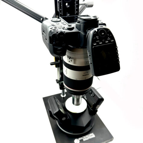 Macropod Petrographic