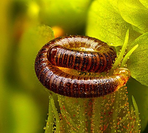 Arthropoda: Myriapoda