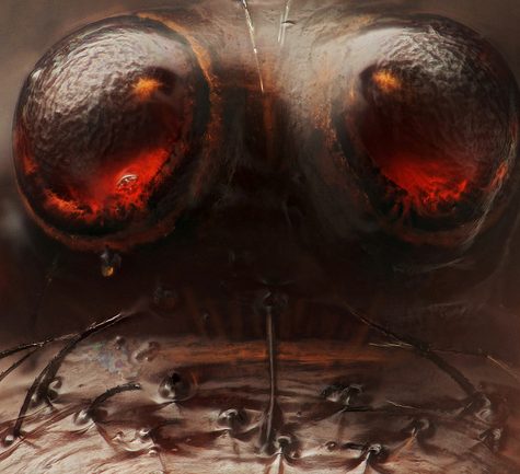 2 of 8 Eyes on a Black Spider (Unidentified) Coventry CT