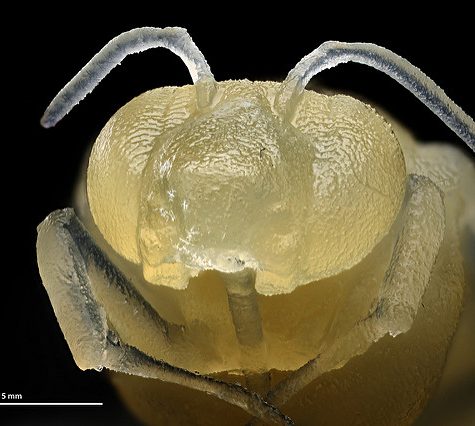 3D Scanned and 3D Printed Bee