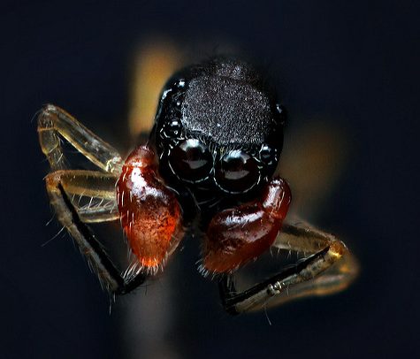 Ant-mimic spider - Synemosyna formica, Mansfield, CT