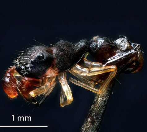 Ant-mimic spider - Synemosyna formica, Mansfield, CT