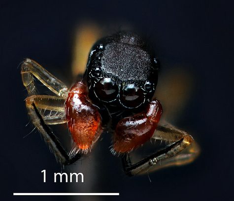 Ant-mimic spider - Synemosyna formica, Mansfield, CT Scale