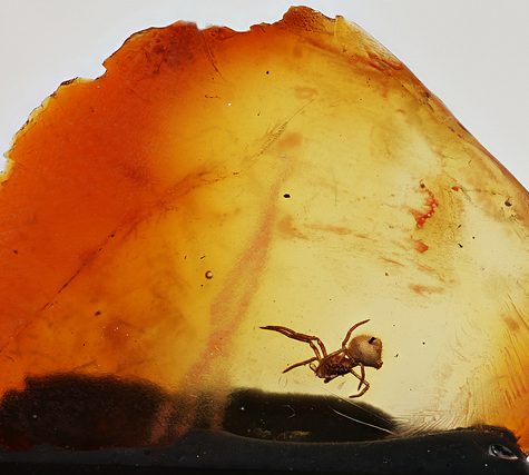 Arachnid in Amber