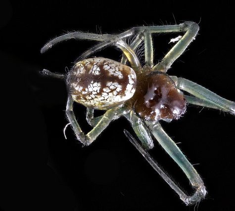 Brown and Green Spider