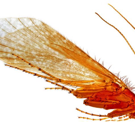 Caddisfly Male