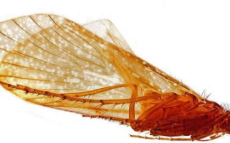Caddisfly Male