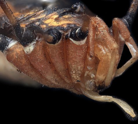 Daddy Longleg or Harvestman (Opiliones). Indiana, PA