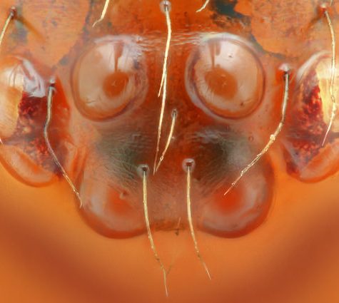 Dorsal View of Theridiid (cobweb spider), Coventry, CT